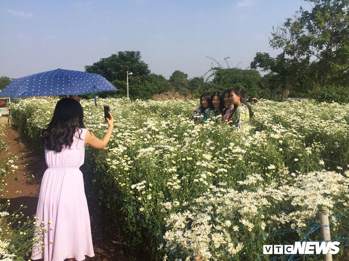 Những ngày này thời tiết đẹp, chưa quá lạnh nên rất đông khách kéo đến vườn cúc khu vực bãi đá sông Hồng (Tây Hồ, Hà Nội) để chụp ảnh với hoa. Điều này giúp chủ vườn cũng như các dịch vụ ăn theo tha hồ "hốt bạc". Hiện giá vé để vào vườn hoa là 50.000 đồng/người. Ảnh: VTC.