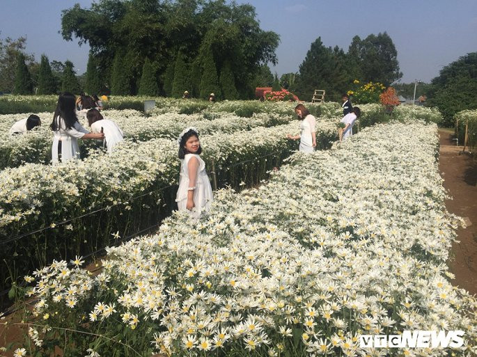 Từ sáng đến tối, vườn hoa cúc họa mi lúc nào cũng tấp nập người kéo đến. Ảnh: VTC.