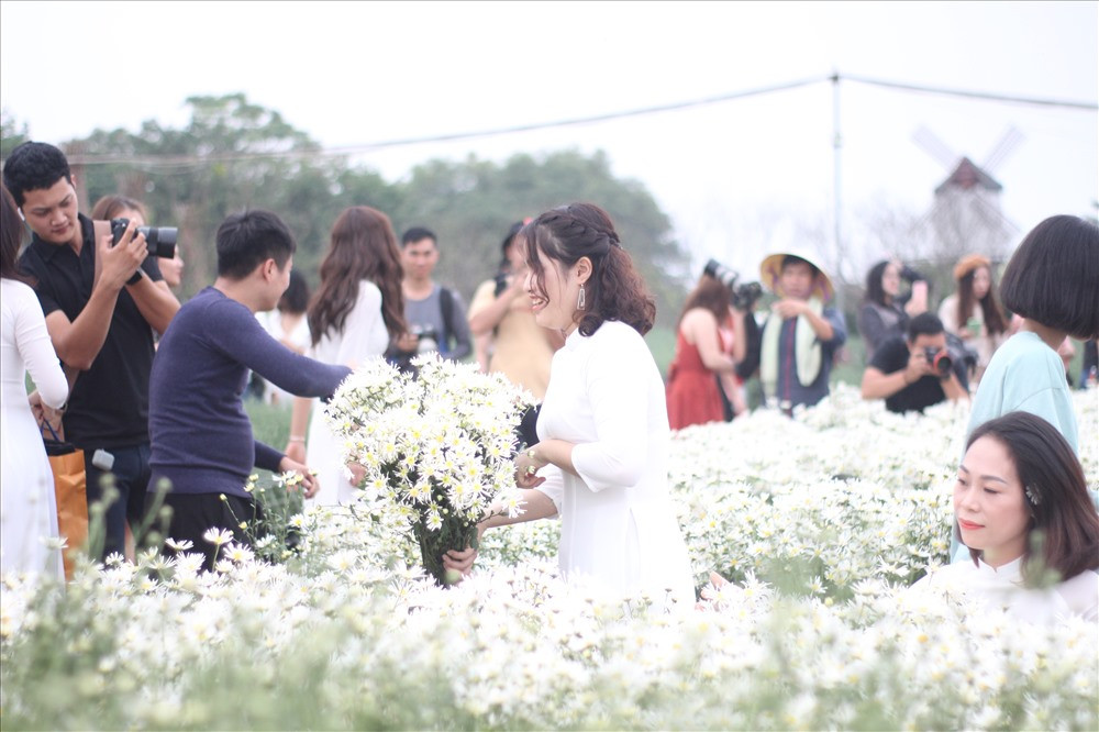 Cũng vì thế mà trên thị trường nhiều khi chưa thấy bán hoa nhưng ở vườn đã rộ. Khách muốn ngắm, chụp ảnh hay mua hoa đều phải đến tận vườn. Ảnh: Lao động.