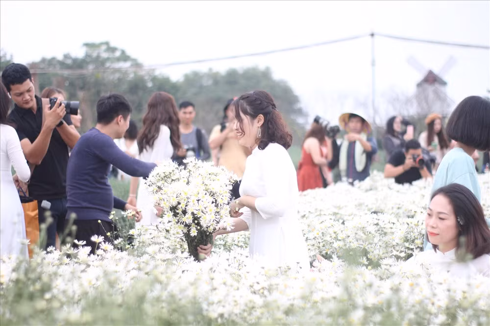 Cũng vì thế mà trên thị trường nhiều khi chưa thấy bán hoa nhưng ở vườn đã rộ. Khách muốn ngắm, chụp ảnh hay mua hoa đều phải đến tận vườn. Ảnh: Lao động.