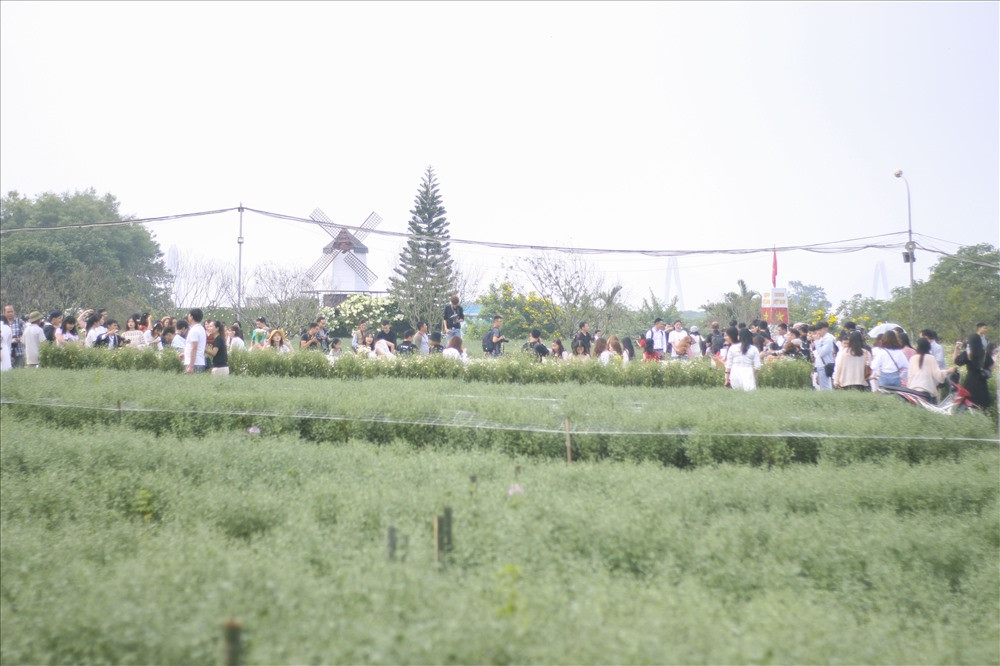 Những dịch vụ này cũng giúp người dân trồng hoa kiếm thêm một khoản đáng kể. Ảnh: Lao động.