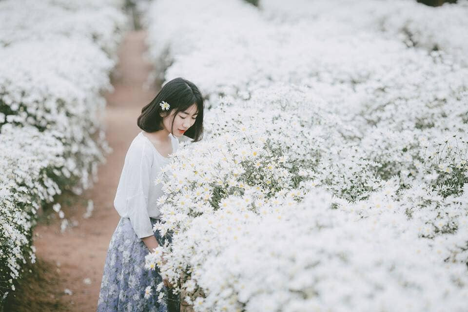 Ngoài giá vé, các dịch vụ ăn theo cúc họa mi cũng mọc lên la liệt để phục vụ khách như trông xe, chụp ảnh, cho thuê áo dài, bán bó hoa, vòng hoa... Ảnh: FB Cúc Họa Mi.