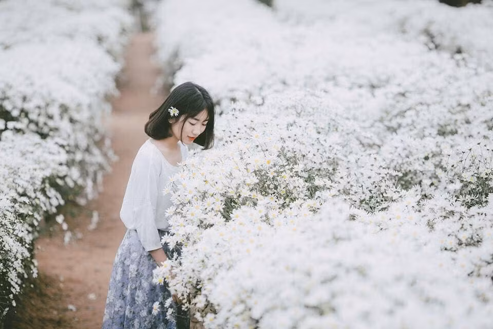 Ngoài giá vé, các dịch vụ ăn theo cúc họa mi cũng mọc lên la liệt để phục vụ khách như trông xe, chụp ảnh, cho thuê áo dài, bán bó hoa, vòng hoa... Ảnh: FB Cúc Họa Mi.