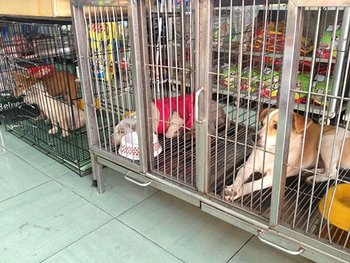 Khi chủ vắng nhà dịp tết thì họ phải tìm kiến sự giúp đỡ của dịch vụ trông giữ thú cưng. Và chi phí "trông trẻ" cho thú cưng dịp Tết không hề thấp.