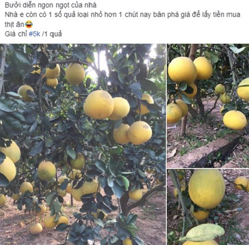 Đáng chú ý, tất cả các bài đăng đều khẳng định bưởi Diễn ngon và ngọt