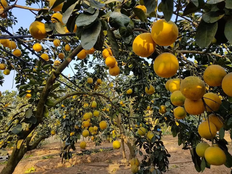 Tuy nhiên, chị Thúy khẳng định loại bưởi này không thể ngọt được như bưởi Diễn trồng lâu năm ở Phúc Diễn, Bắc Từ Liêm, Hà Nội. Bưởi trồng tại Phúc Diễn thường có giá cao từ 40.000 - 80.000 đồng/quả nhưng không phải muốn mua là có.