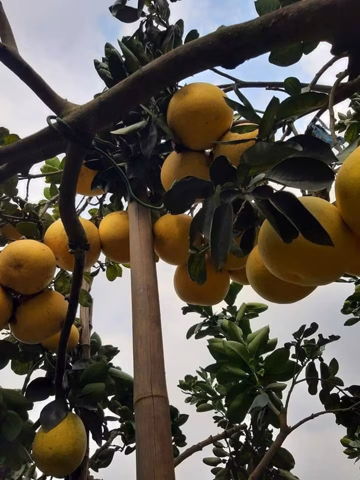 Về mức giá rẻ, anh Hưng tiết lộ bưởi Diễn hiện được trồng khá nhiều tại Hưng Yên. Hơn nữa, đây thời điểm này đang vào mùa thu hoạch rộ.