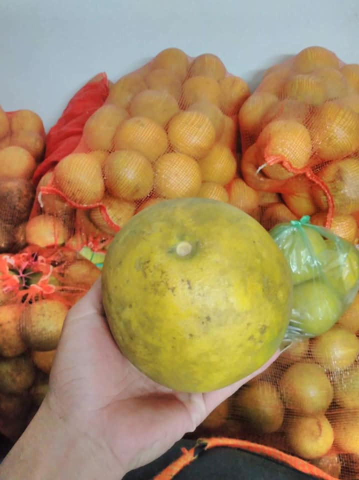 Những cây bưởi Diễn chỉ vài năm tuổi nên giá mua tại vườn cũng rẻ, từ 5.000 - 9.000 đồng/quả.