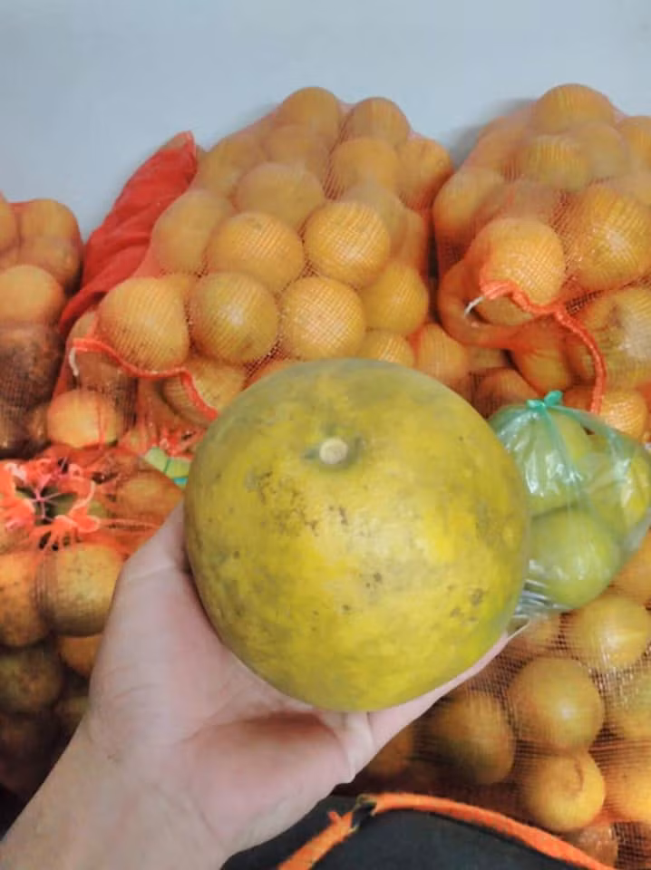 Những cây bưởi Diễn chỉ vài năm tuổi nên giá mua tại vườn cũng rẻ, từ 5.000 - 9.000 đồng/quả.