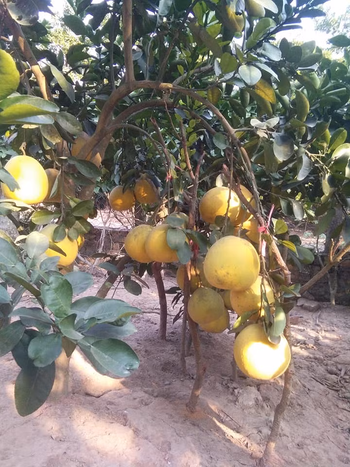 Anh Hưng (một người bán bưởi Diễn) cho biết, bưởi anh lấy đều là bưởi diễn trồng ở Hưng Yên. Theo anh Hưng, những quả bưởi này đều được hái từ những cây bưởi Diễn 6-8 năm tuổi trong vườn nhà anh và hàng xóm. Mỗi quả có trọng lượng từ 700 - 900g.