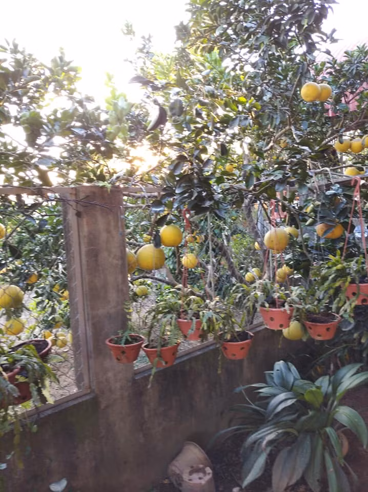 Anh Hưng bán bưởi với giá từ 10.000 - 15.000 đồng/quả, tùy loại.