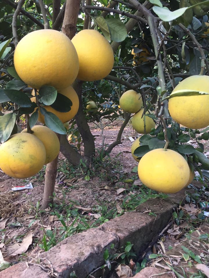 Cũng bán bưởi Diễn online, chị Thúy (Thanh Trì, Hà Nội) cho biết bưởi chị nhập được trồng ở Phú Thọ.