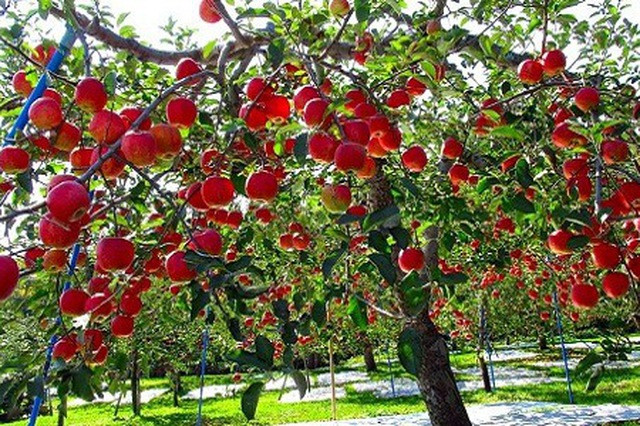 Hơn nữa, loại táo Nhật Bản này không sử dụng bất kỳ loại thuốc trừ sâu nào. Ảnh: Japantimes.
