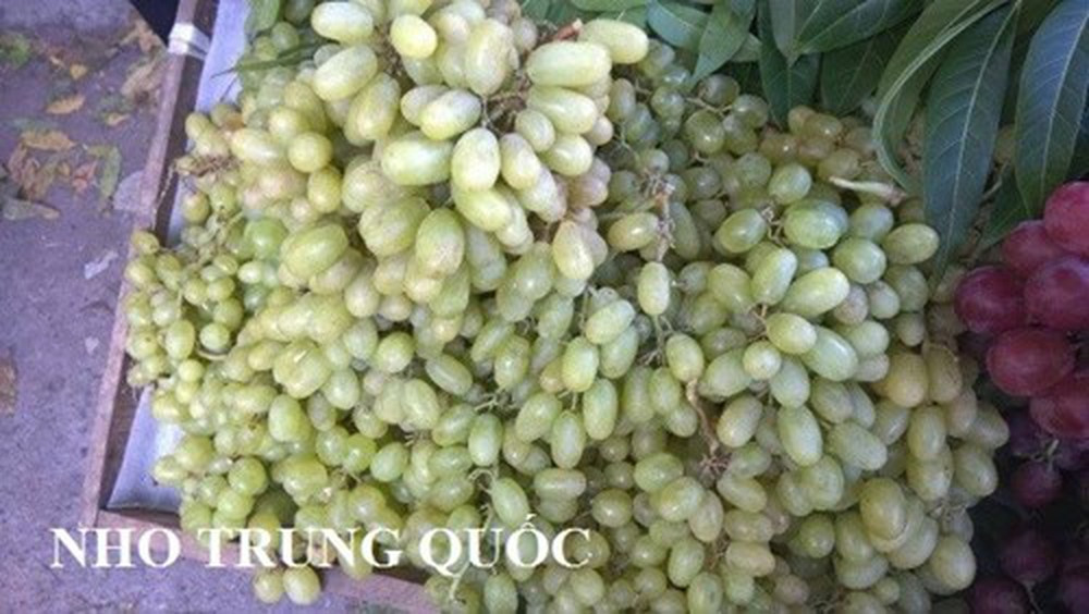 Còn nho xanh Trung Quốc vỏ quả mỏng, không có hạt, có vị ngọt gắt. Trái nho rời rạc trên 1 chùm. Ảnh Internet