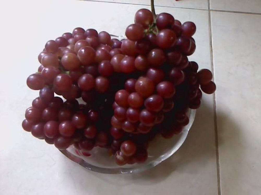 Còn nho đỏ Trung Quốc trái to gấp đôi nho Ninh Thuận, quả chín có màu đỏ nhạt, có lốm đốm trắng trên vỏ, vị ngọt gắt. Ảnh Internet