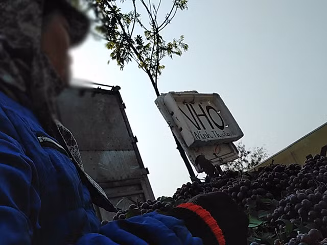 Cũng theo người này, gắn mác nho Ninh Thuận để cho dễ bán. Bởi tâm lý dân mình trước nay nho là loại hoa quả xa xỉ. Với giá 35.000 đồng/kg thì nhà nghèo cũng có thể ăn được nên mặt hàng này bán rất chạy. Ảnh: Dân Việt.