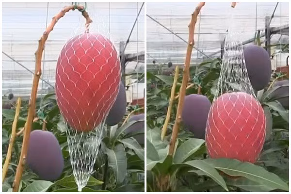 Đây chính là cách hoàn hảo để đảm bảo xoài đã chín, tươi ngon và bổ nhất Nguồn ảnh: Noal Farm/Youtube.