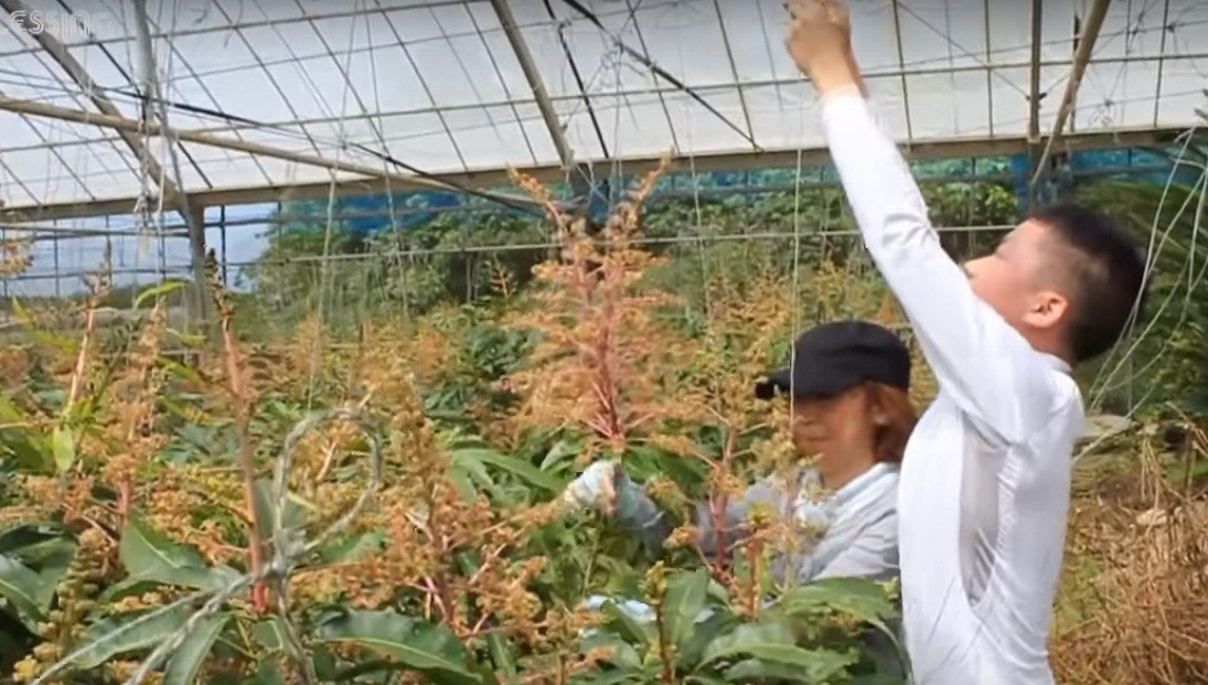 Sau đó, hoa xoài sẽ được ong thụ phấn.