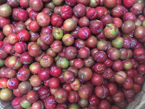 Tuy nhiên, một số người bày tỏ nghi ngại về nguồn gốc của loại mận này, khi cho rằng mận trái mùa không có nhiều để bán như vậy và có thể nhập từ Trung Quốc về.