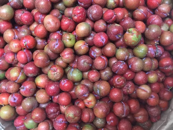 Tuy nhiên, một số người bày tỏ nghi ngại về nguồn gốc của loại mận này, khi cho rằng mận trái mùa không có nhiều để bán như vậy và có thể nhập từ Trung Quốc về.