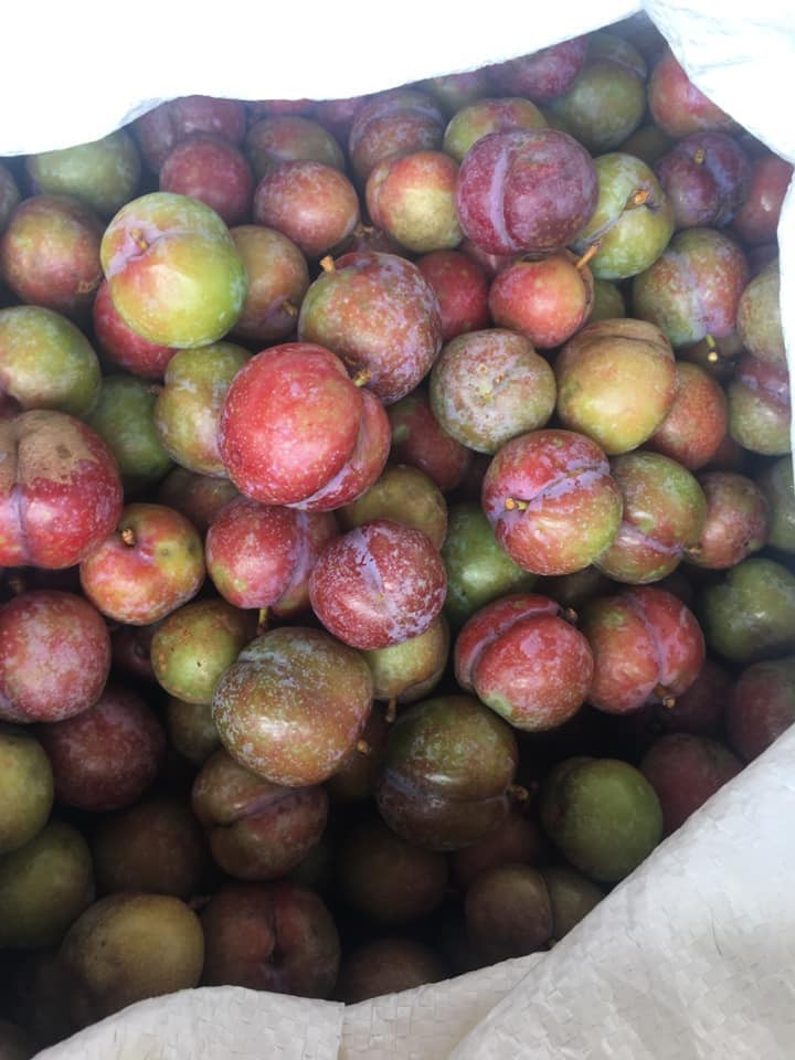 Chị Đặng Trà (Hoàng Mai, Hà Nội) một người bán mận online cho biết, mận chị bán được lấy tại các nhà vườn Mộc Châu. Một người quen của chị Trà trên đó đi gom ở các vườn rồi gửi xuống cho chị bán.