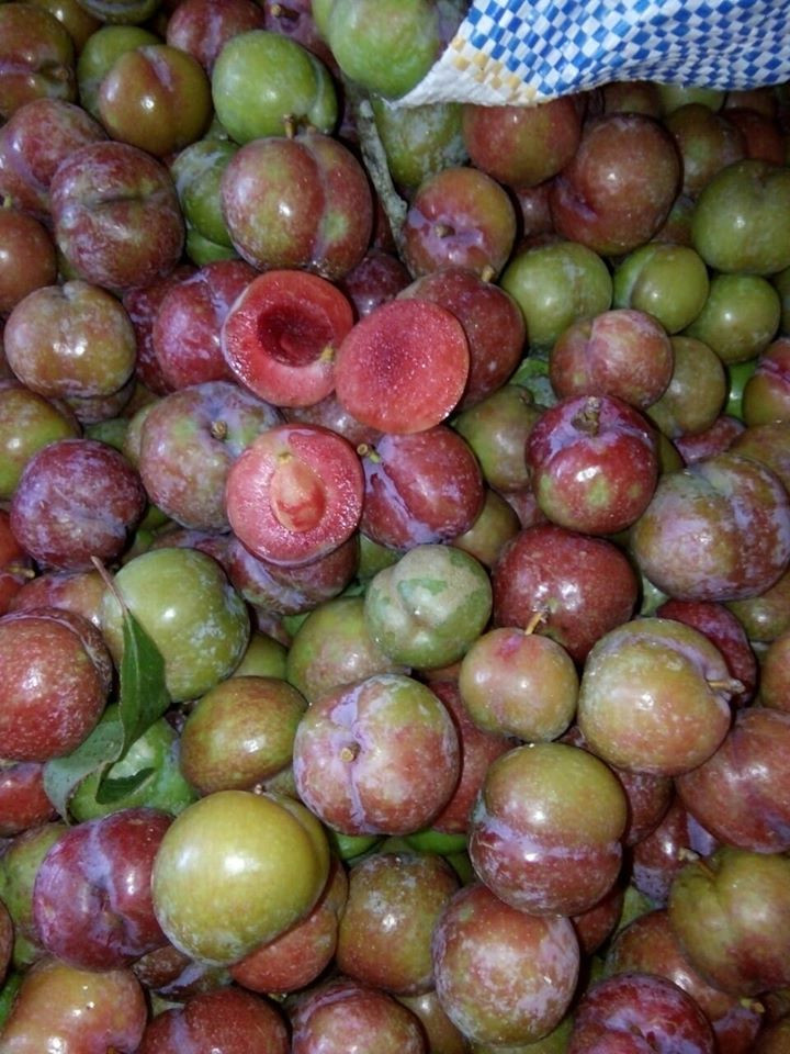 Theo người bán, đây là mận Mộc Châu trái mùa nên quả nhỏ, không được to nhưng giòn giòn chua chua.