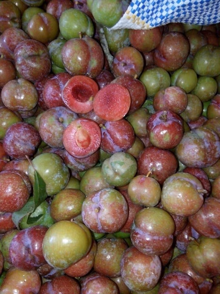 Theo người bán, đây là mận Mộc Châu trái mùa nên quả nhỏ, không được to nhưng giòn giòn chua chua.