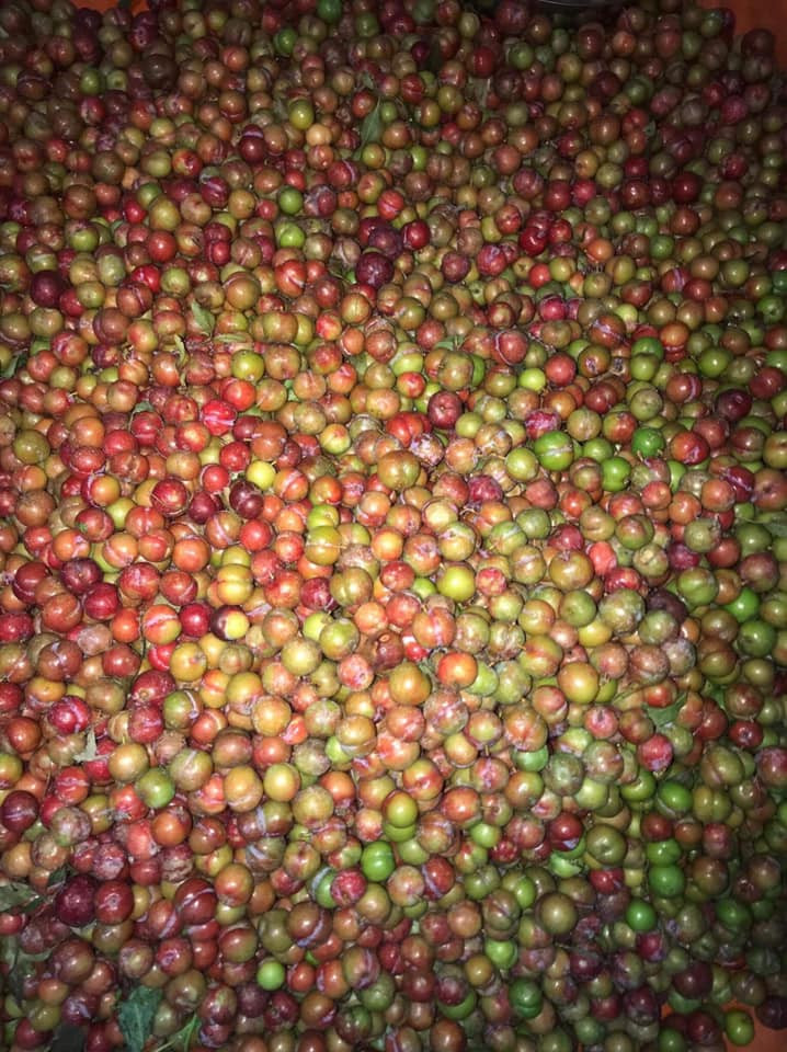 Giá của mận trái mùa ngay tại vườn cũng khá cao, khoảng 100.000 đồng/kg. Nguồn ảnh: Facebook.