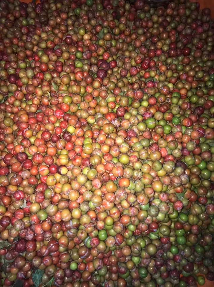 Giá của mận trái mùa ngay tại vườn cũng khá cao, khoảng 100.000 đồng/kg. Nguồn ảnh: Facebook.