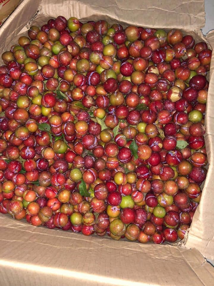 Thế nhưng, mận trái vụ không thể ngon như chính vụ được và số lượng rất ít. Quả mận trái mùa thường nhỏ, vỏ còn xanh nhiều, nhiều quả ăn còn đắng và chát.