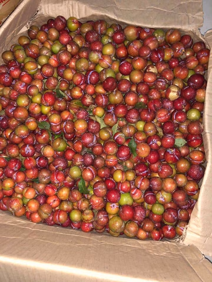 Thế nhưng, mận trái vụ không thể ngon như chính vụ được và số lượng rất ít. Quả mận trái mùa thường nhỏ, vỏ còn xanh nhiều, nhiều quả ăn còn đắng và chát.