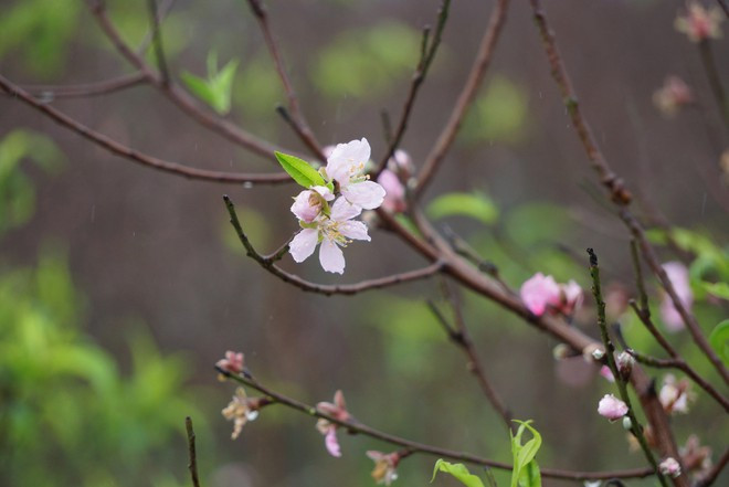 Trong khi đó, đào phai thì cánh nhẹ màu hơn, chỉ phớt hồng.