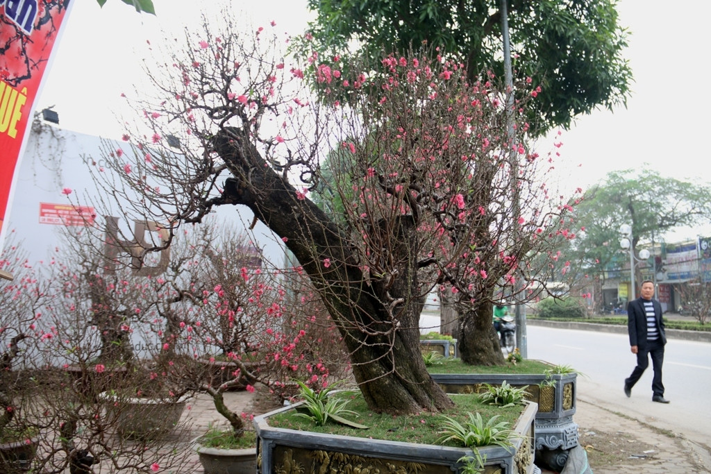 Vài năm gần đây, đào Tây Bắc được nhiều khách sành chơi tìm mua trưng nhà ngày Tết hay làm quà tặng bạn bè sau khi đi du lịch miền núi trở về.