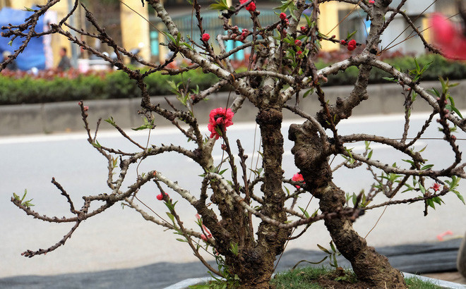 Điều đặc biệt nữa là đào thất thốn ra hoa cả ở gốc, ở cành và thân cây, hoa nở to, đỏ như màu máu với cánh hoa dày đẹp đến lạ lung.