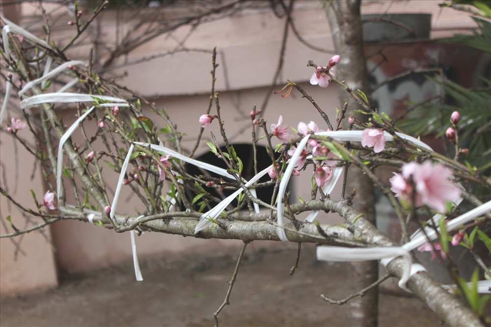 Đây là loại đào ăn quả có màu hoa phớt hồng, hoa đơn năm cánh cứng cáp, mang dáng vẻ tự nhiên khỏe khoắn.