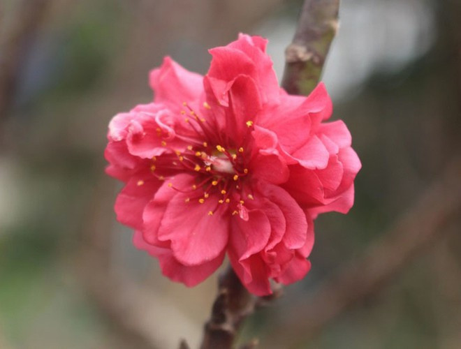 Đào thất thốn phải trồng đến năm thứ 3 mới đơm hoa, cây ra hoa kép và mỗi tầng hoa đều có 7 cánh. Hoa nở có những bông to đường kính lên tới 4 – 5 cm. Những bông hoa kép có thể có tới 30 - 50 cánh/bông.