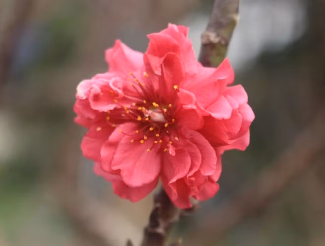 Đào thất thốn phải trồng đến năm thứ 3 mới đơm hoa, cây ra hoa kép và mỗi tầng hoa đều có 7 cánh. Hoa nở có những bông to đường kính lên tới 4 – 5 cm. Những bông hoa kép có thể có tới 30 - 50 cánh/bông.