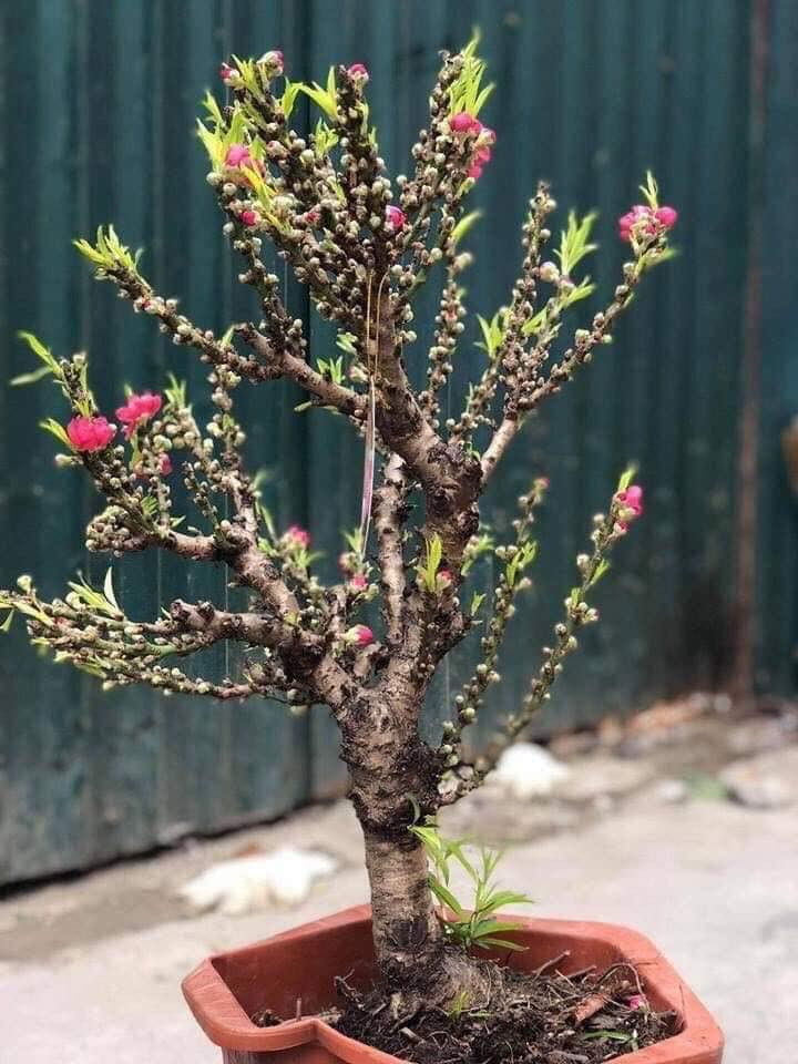 Từ lâu, đào thất thốn (hay đào tiến Vua) đã trở thành thú chơi cây cảnh phổ biến của người Việt vào mỗi dịp Tết Nguyên đán.