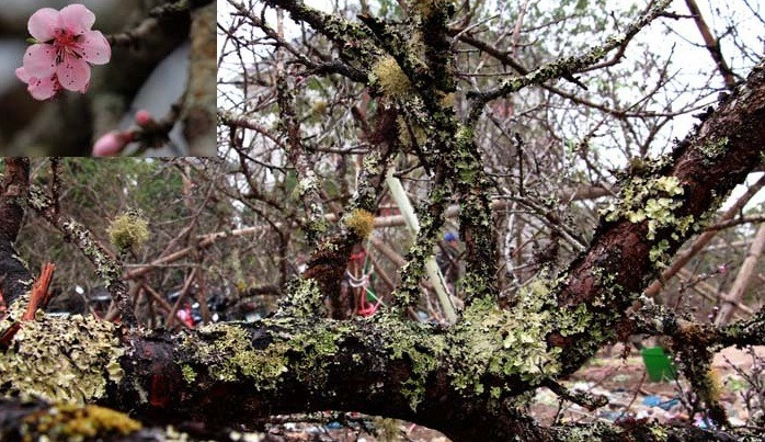 Những gốc đào cổ thụ khoảng 20-30 năm có giá tới cả trăm triệu đồng.