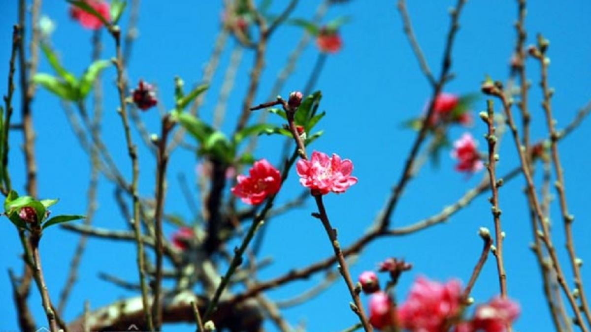 Đào bích có thể chơi chậu lớn, cắt cành to cắm lọ lộc bình trưng trong phòng khách, hoặc cành nhỏ - gọi là đào dăm - để cắm trên bàn thờ tổ tiên ngày Tết.