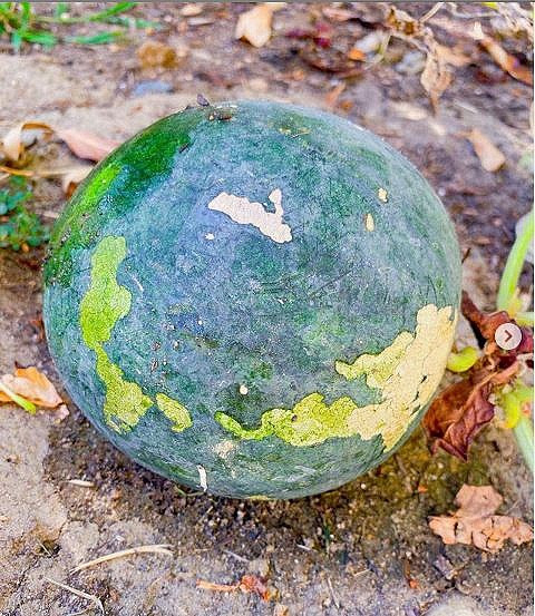 Dưa hấu trong vườn của Phạm Hương sau 2 tháng trồng đã cho ra quả. Ảnh: FBNV.