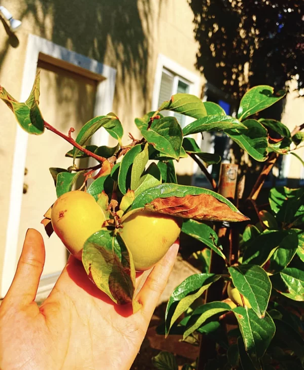 Phạm Hương trồng nhiều nhiều loại cây: hồng, đào, lựu, cherry, cà chua, dâu...Ảnh: FBNV.