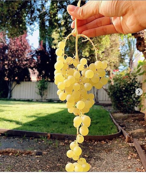 Hoa hậu Việt Nam 2015 cho biết đất bên đó rất tốt để trồng cây nên chỉ cần tưới nước mỗi ngày. Ảnh: FBNV.