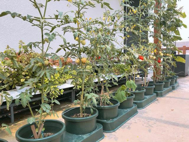 Hàng chục chậu trồng cà chua xếp hàng thẳng tắp, gọn gàng và cho trái chín mọng. Ảnh: Khám phá.
