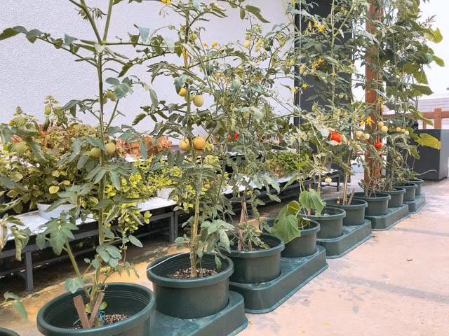 Hàng chục chậu trồng cà chua xếp hàng thẳng tắp, gọn gàng và cho trái chín mọng. Ảnh: Khám phá.