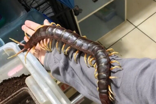 Rết có nhiều loại với màu sắc và kích thước khác nhau. Với mỗi loại, anh Khang đều thiết kế loại chuồng phù hợp với môi trường tự nhiên của chúng. Ảnh: Youtube.