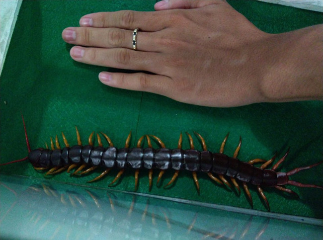 Ngoài thức ăn là dế, gián mồi...người nuôi rết còn thường xuyên bổ sung thêm chất cho những con rết bằng cách cho ăn cá, thịt và các loại trái cây như nho, chuối...Ảnh: Dân Việt.