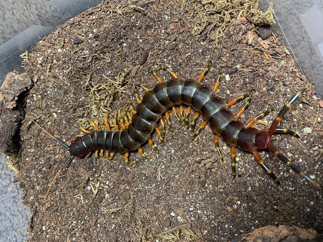 Hiện, những con rết trong bộ sưu tập của Khang Nguyễn có giá dao động từ vài chục nghìn đến hơn chục triệu đồng 1 con. Ảnh: Dân Việt.