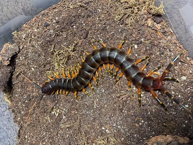 Hiện, những con rết trong bộ sưu tập của Khang Nguyễn có giá dao động từ vài chục nghìn đến hơn chục triệu đồng 1 con. Ảnh: Dân Việt.