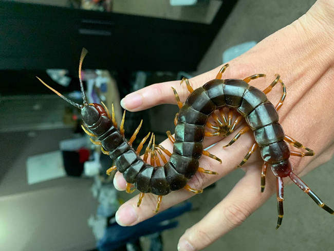 Theo Dân Việt, anh Khang Nguyễn (Ninh Kiều, Cần Thơ) đã bỏ ra hàng chục triệu đồng để sở hữu 20 con rết các loại. Ảnh: Dân Việt.